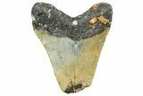 Bargain, Fossil Megalodon Tooth - North Carolina #359049-1